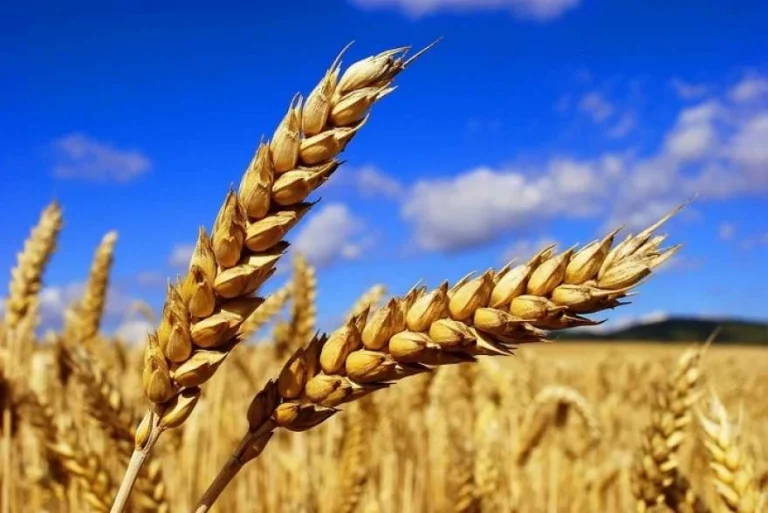KSG Agro зібрав озиму пшеницю та ячмінь на 4,98 тис. га