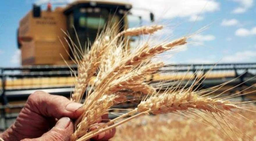 В Україні намолотили 24,6 млн тонн пшениці нового врожаю