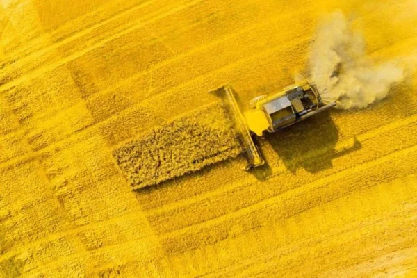 «Агрейн» розпочала посівну озимого ріпаку в Чернігівському кластері